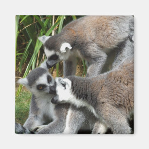 Ring Tailed Lemurs Magnet