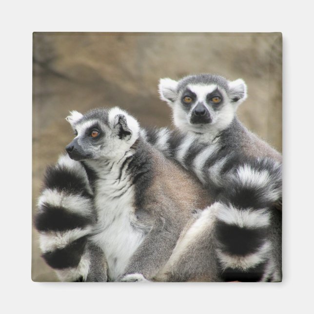 ring tailed lemurs magnet (Front)