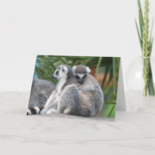 Ring-tailed Lemurs Snuggle Card