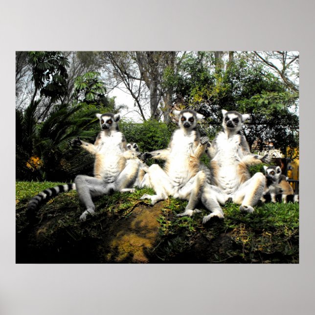 Ring tailed lemurs warming up in spring poster (Front)