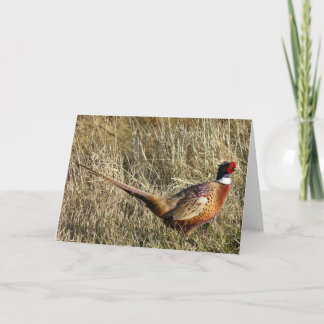 Ringed-necked Pheasant Card