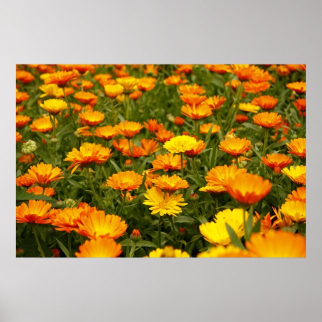 Ringelblume Poster (Front)