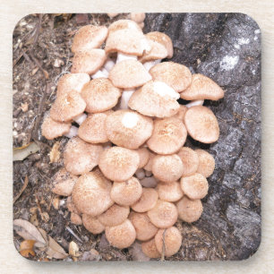 ringless honey mushrooms coaster