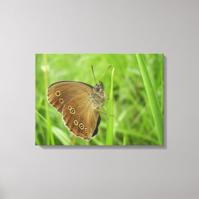 Ringlet Butterfly Canvas Print (Front)