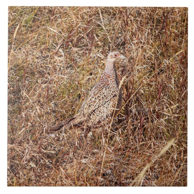 Ringneck Hen Pheasant Tile 6"x 6" (Front)