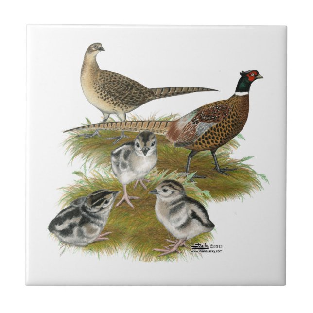 Ringneck Pheasant Family Tile (Front)