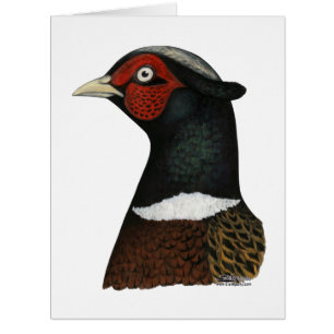 Ringneck Pheasant Head