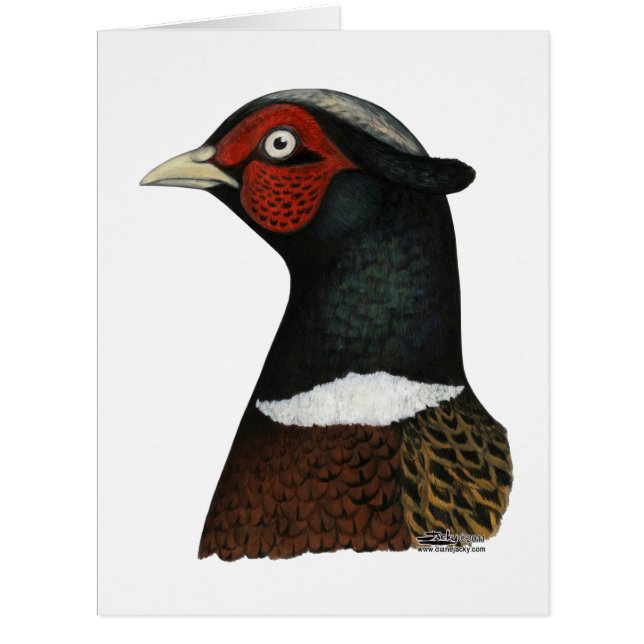 Ringneck Pheasant Head (Front)