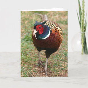 Ringneck Pheasant Notecard 2