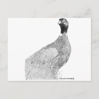 Ringneck Pheasant Postcard
