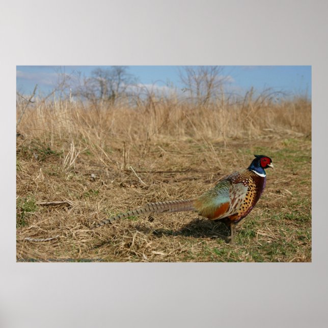 Ringneck Pheasant Poster (Front)