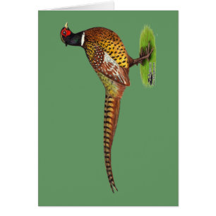 Ringneck Pheasant Rooster