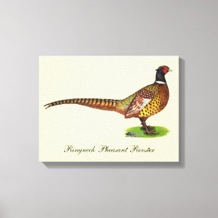 Ringneck Pheasant Rooster Canvas Print