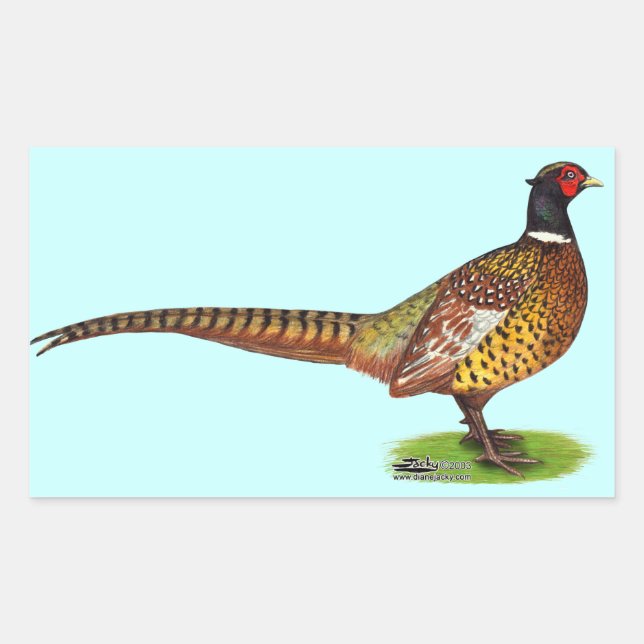 Ringneck Pheasant Rooster Sticker (Front)