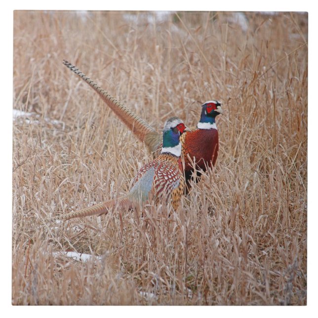 Ringneck Pheasants Tile - Large 6" x 6" (Front)