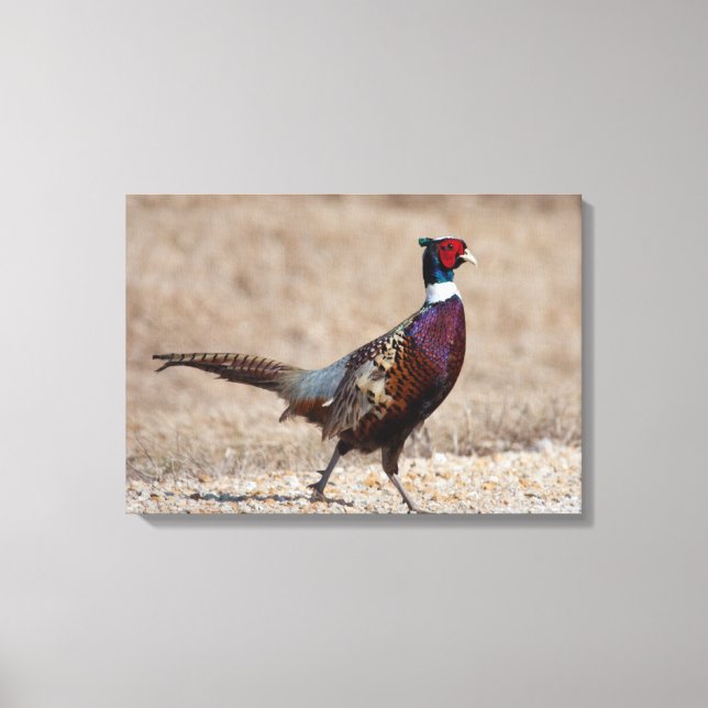 Ringnecked Pheasant Canvas Print (Front)