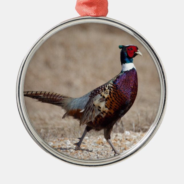Ringnecked Pheasant Metal Ornament (Front)