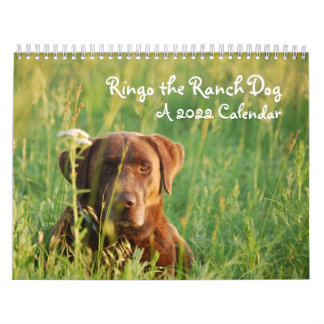 Ringo le calendrier du laboratoire de chocolat