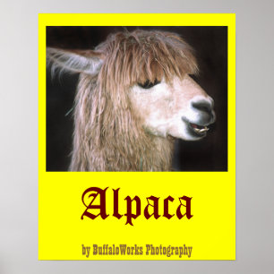 Ringo the Alpaca Poster