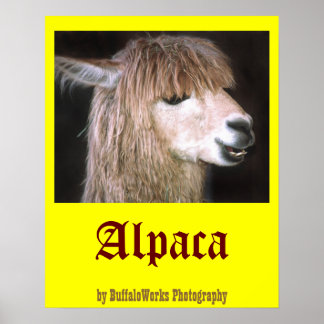 Ringo the Alpaca Poster