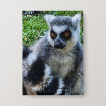 Ringtail Maki Button - Unique Animal Print