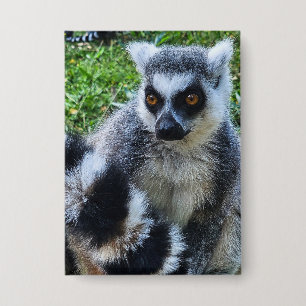 Ringtail Maki Button - Unique Animal Print