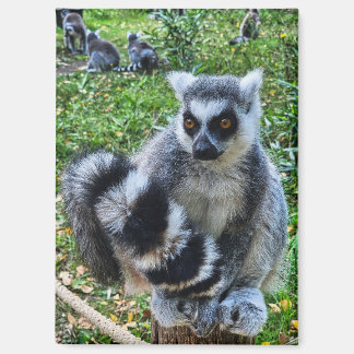 Ringtail maki magnet - unique animal print