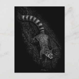 Ringtail Postcard