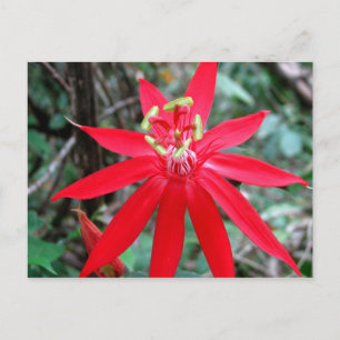 Rio Chagres, Panama Postcard