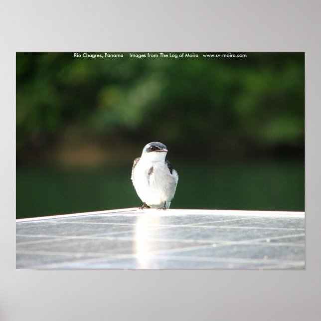 Rio Chagres, Panama Poster (Front)