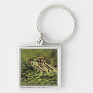 Rio Grande Leopard Frog, Rana berlandieri, Keychain