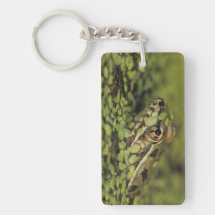 Rio Grande Leopard Frog, Rana berlandieri, Keychain