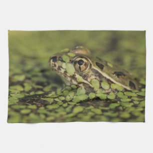 Rio Grande Leopard Frog, Rana berlandieri, Kitchen Towel