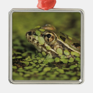 Rio Grande Leopard Frog, Rana berlandieri, Metal Ornament