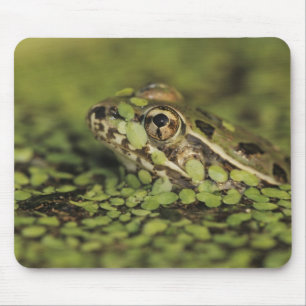 Rio Grande Leopard Frog, Rana berlandieri, Mouse Pad