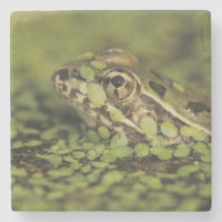 Rio Grande Leopard Frog, Rana berlandieri,