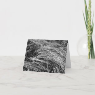 Ripe barley ears (Hordeum vulgare) Card