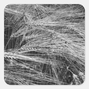 Ripe barley ears (Hordeum vulgare) Square Sticker