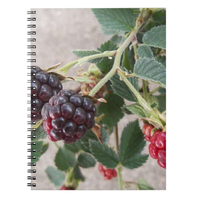 Ripe Blackberries on a notebook (Front)