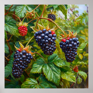 Ripe Blackberries on Bush Against a Lush Green Poster