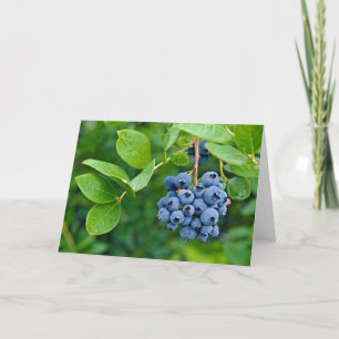 Ripe Blueberries Card