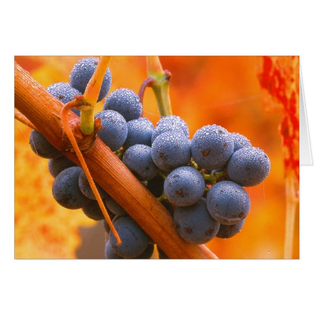Ripe Grape In Vineyard (Front Horizontal)