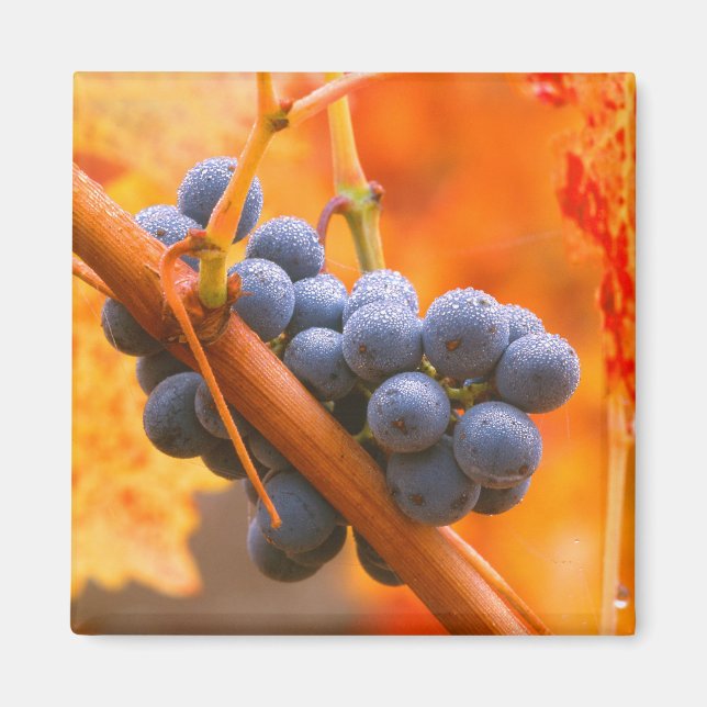 Ripe Grape In Vineyard Magnet (Front)