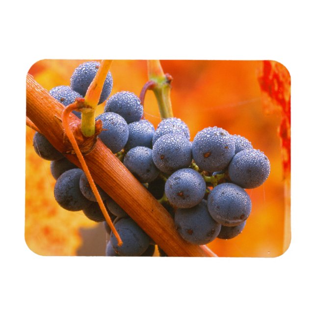 Ripe Grape In Vineyard Magnet (Horizontal)