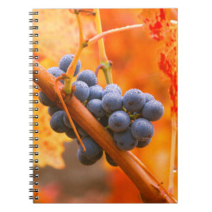 Ripe Grape In Vineyard Notebook