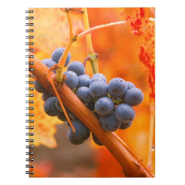 Ripe Grape In Vineyard Notebook (Front)