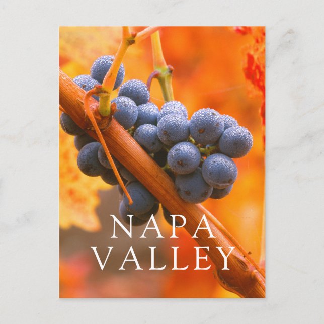 Ripe Grape In Vineyard Postcard (Front)