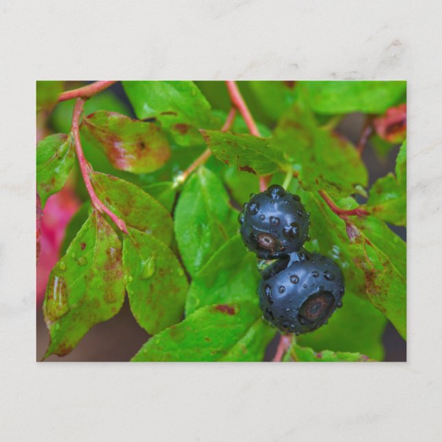 Ripe huckleberries in a light rain postcard (Front)
