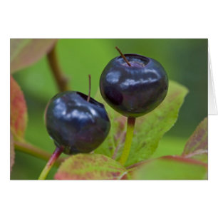 Ripe huckleberries in the Flathead National 2