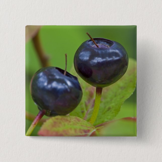Ripe huckleberries in the Flathead National 2 Inch Square Button (Front)